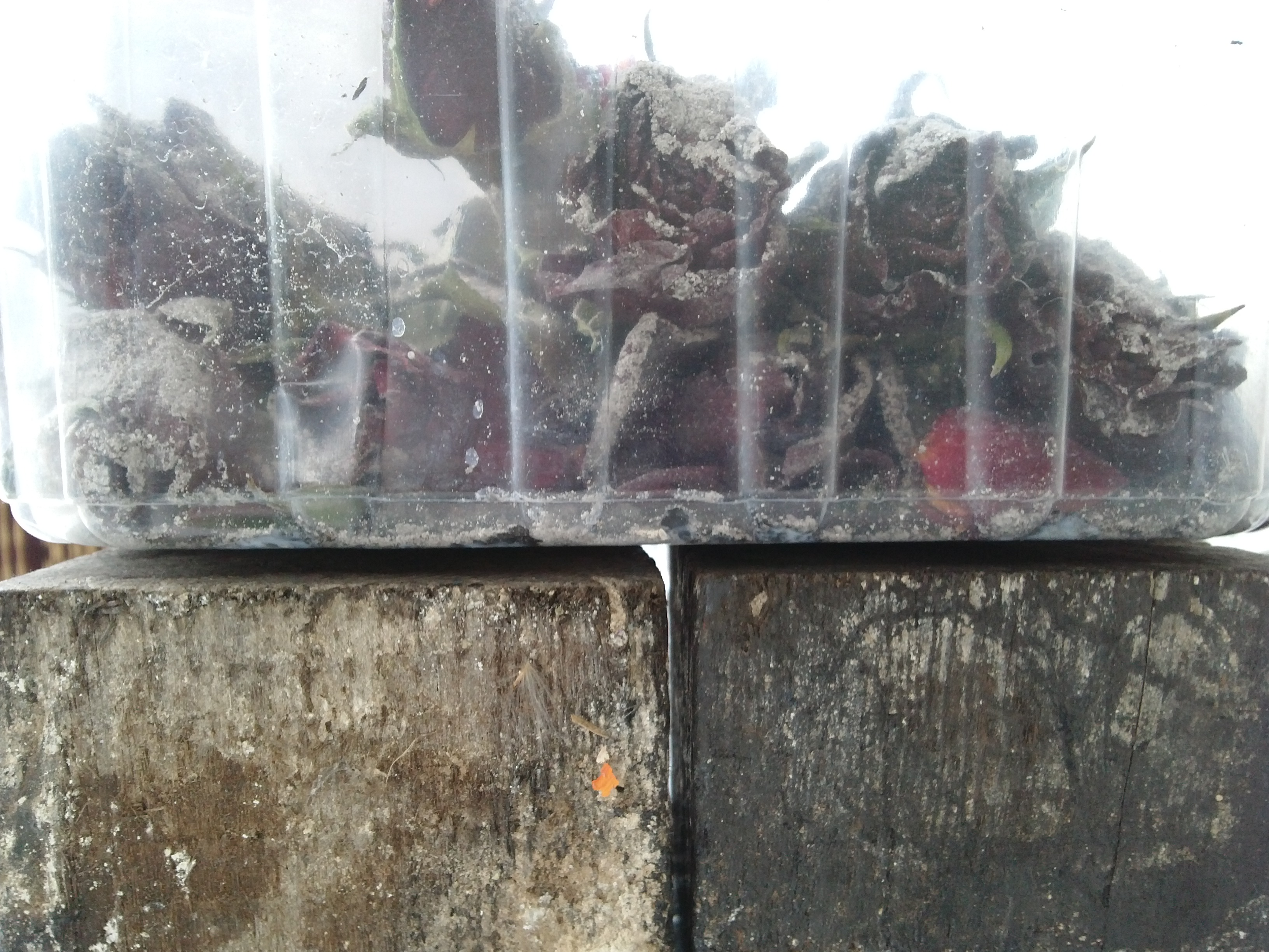 'Nostalgia' 2017<br><br>Miró Foundation, Barcelona, Wood blocks & dried roses - 30 x 20cms 